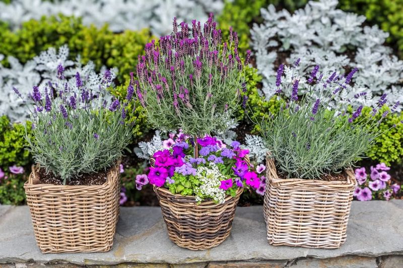 Creates A Welcoming Scent For Guests