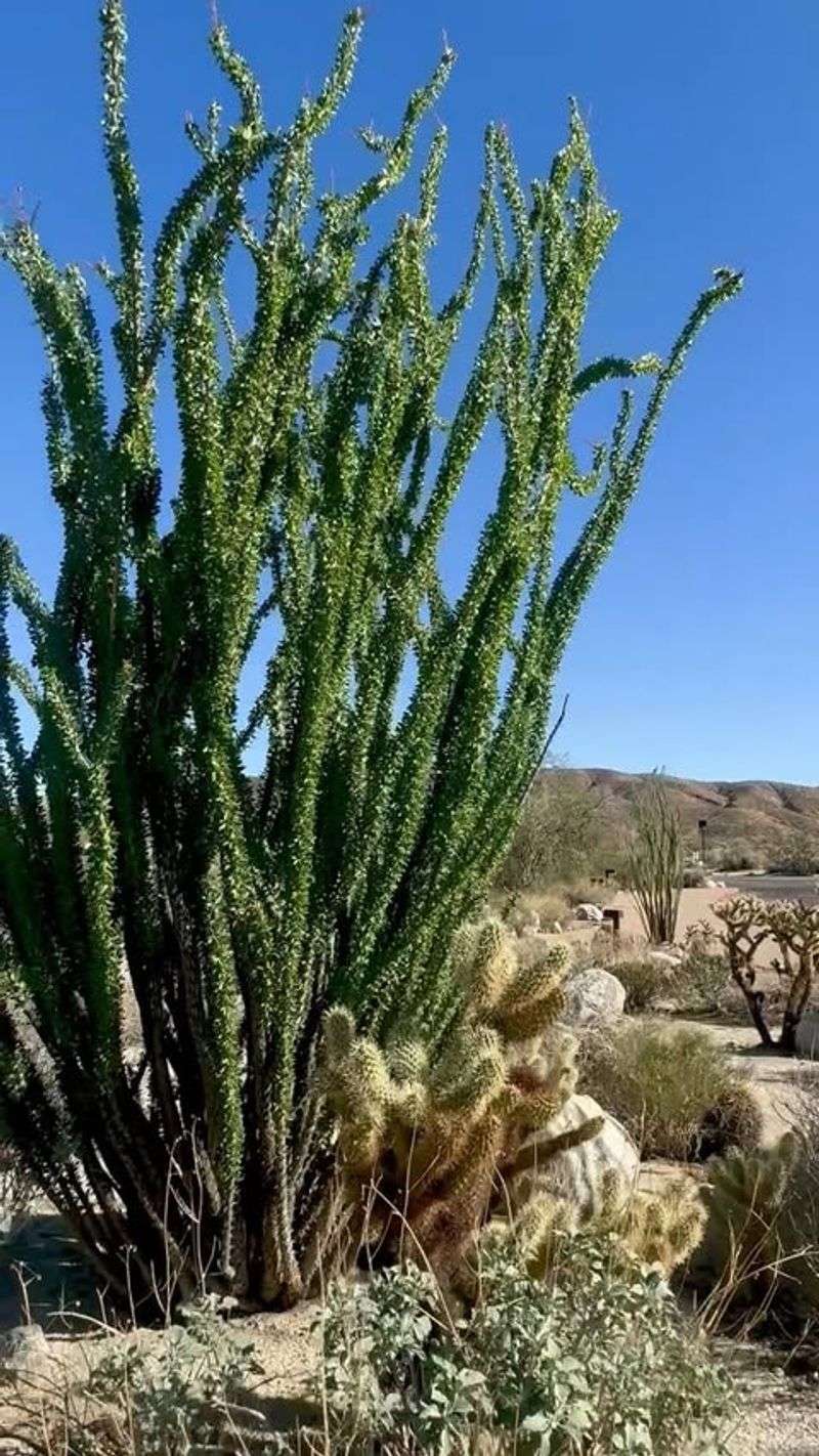 Seasonal Leaf Cycles Match Arizona Rain Patterns