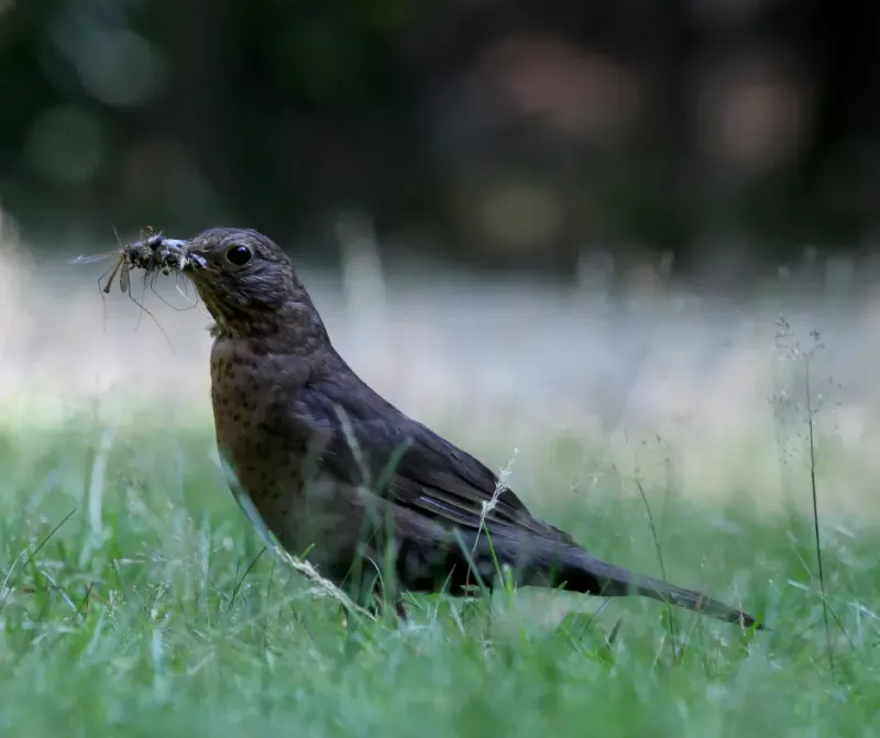 Early Warning For Pest Surges