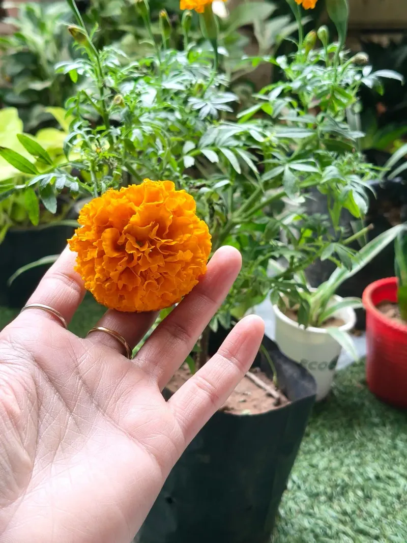 Easy-Care Flowers That Return Year After Year