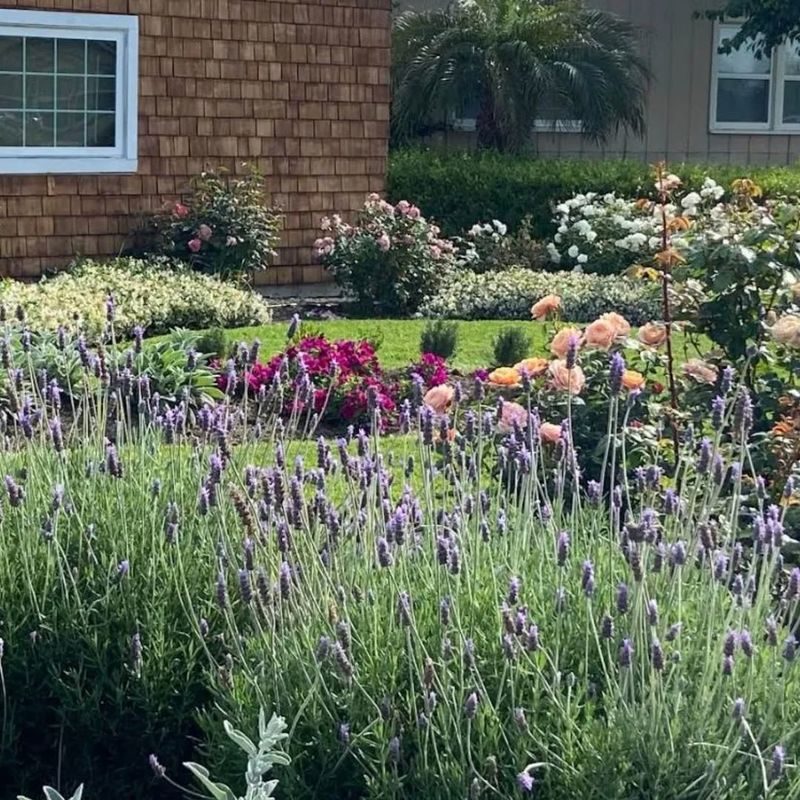 Drought-Tolerant and Water-Wise