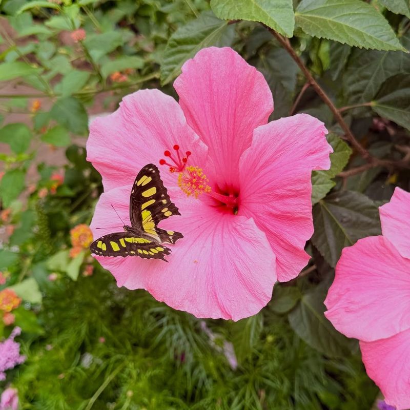 Butterflies And Pollinators Visit Often