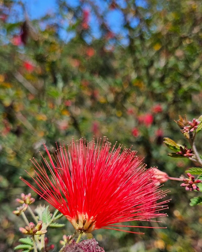 Tough Growth Handles Heat And Poor Soil With Fairy Duster