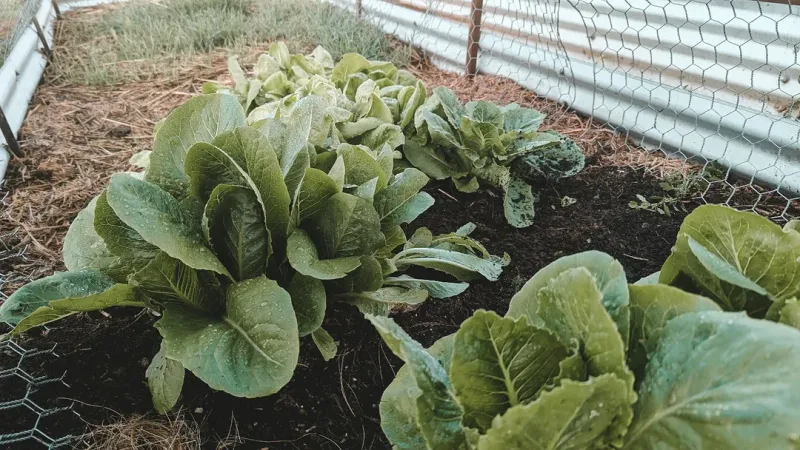 Rainfall That Keeps Gardens Happy