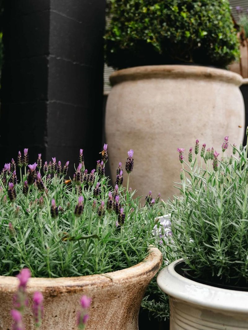 Stays Compact And Clean Near Walkways