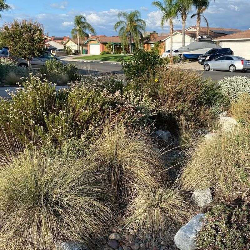 How To Plant For Best Shape