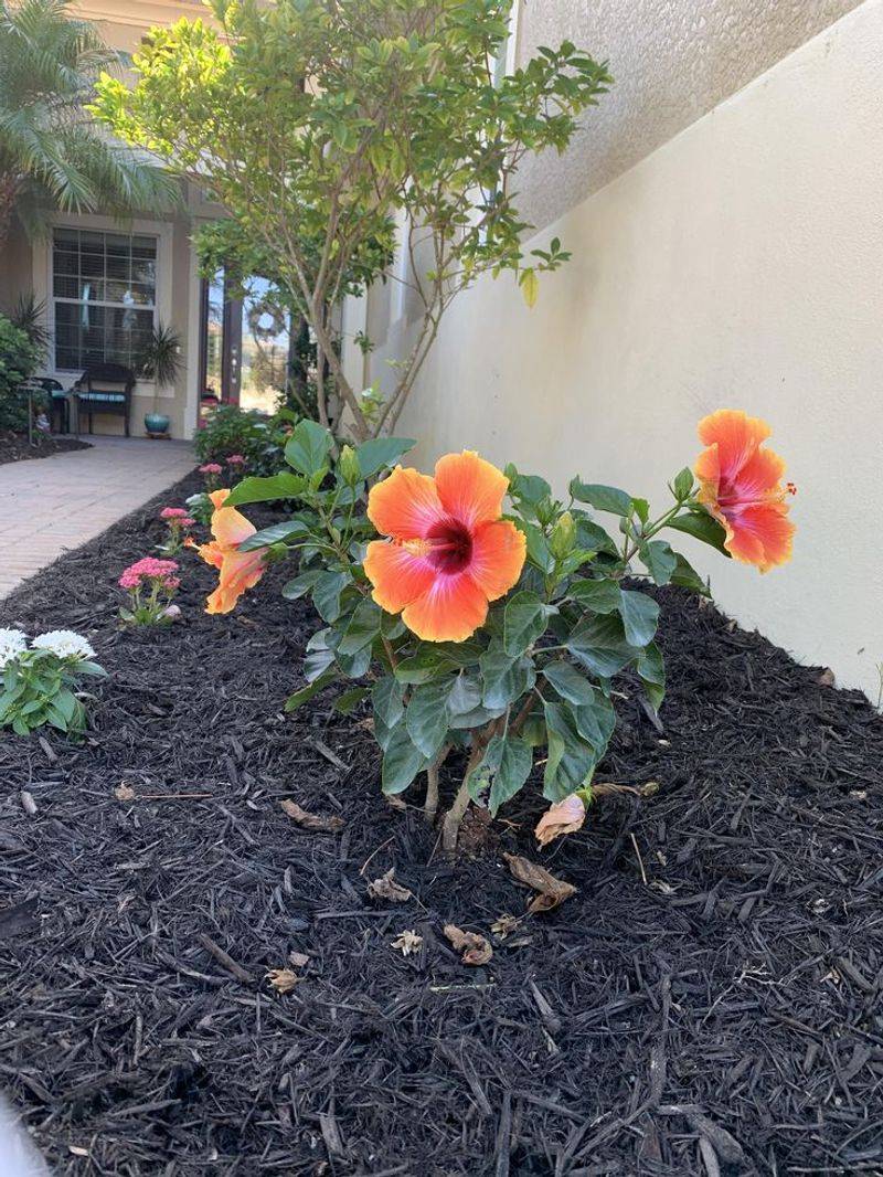 Tropical Beauty Enhances The Front Of The Home