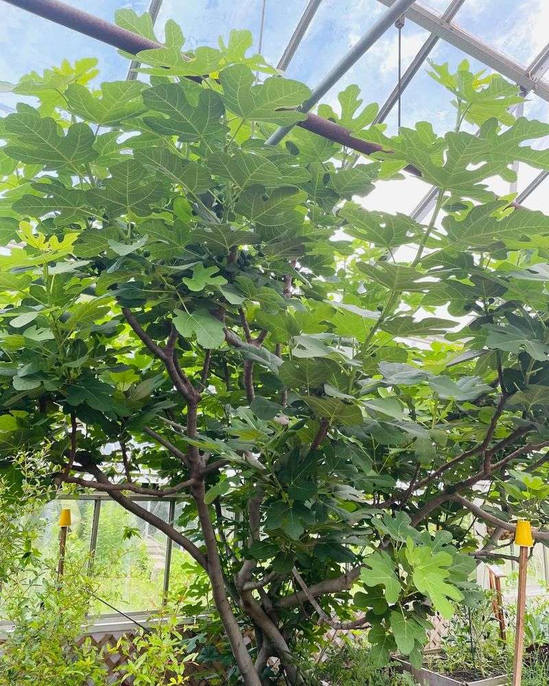 Fig Tree