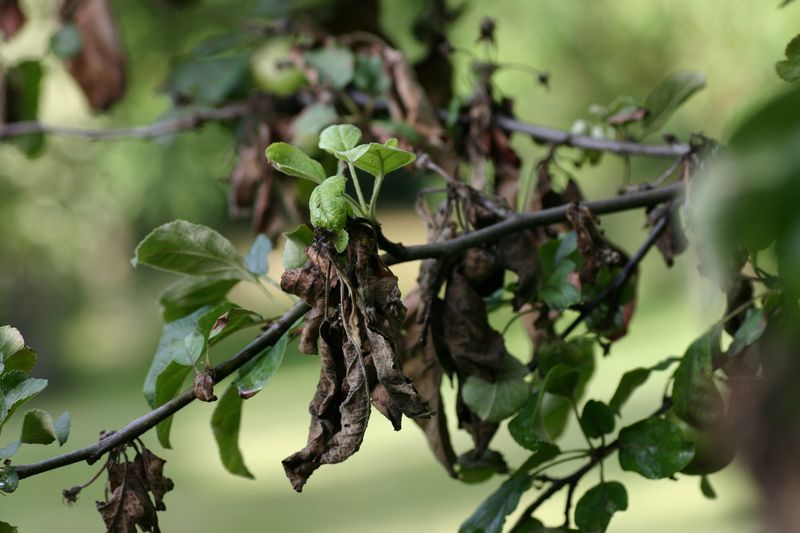 Quince Trees Need Copper For Fire Blight Control