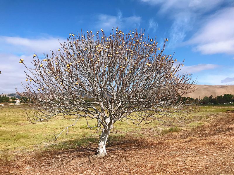 Plum Trees Respond Better When Treated Before Buds Swell