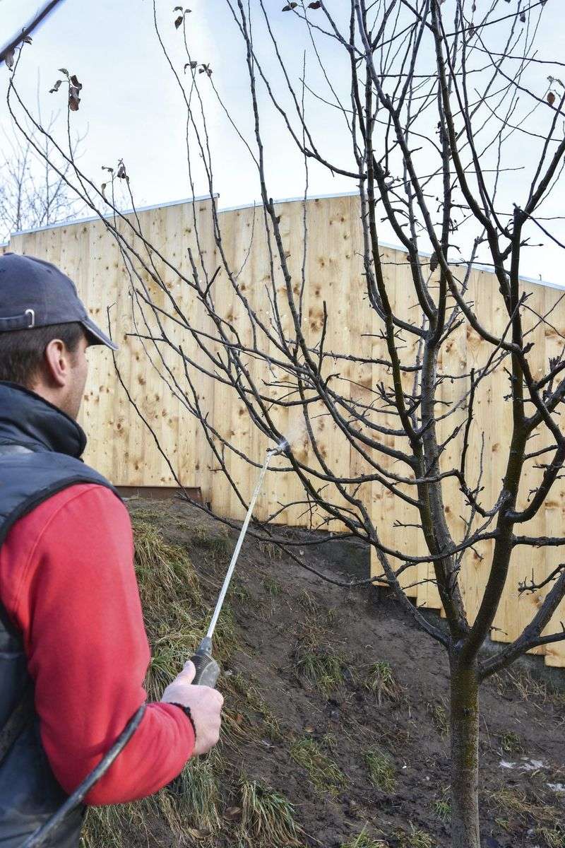 Apricot Trees Fight Multiple Threats