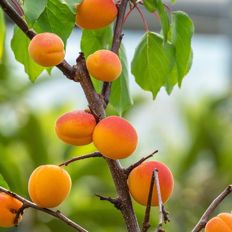 Apricot Trees Need Early Season Care