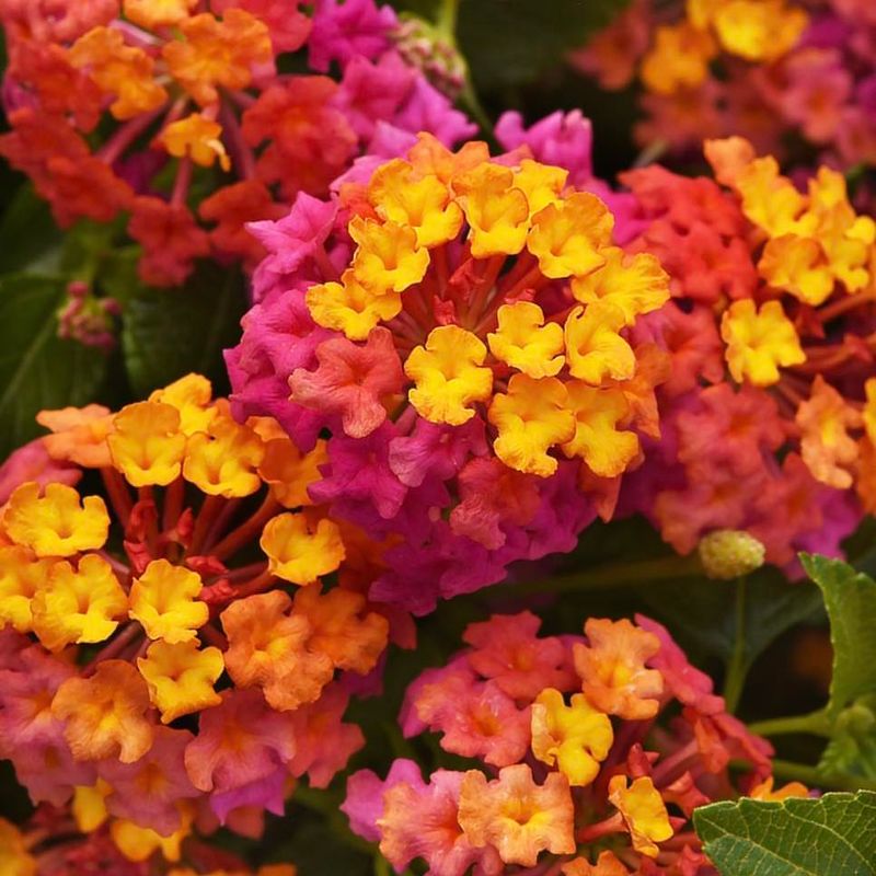 Color That Won't Quit