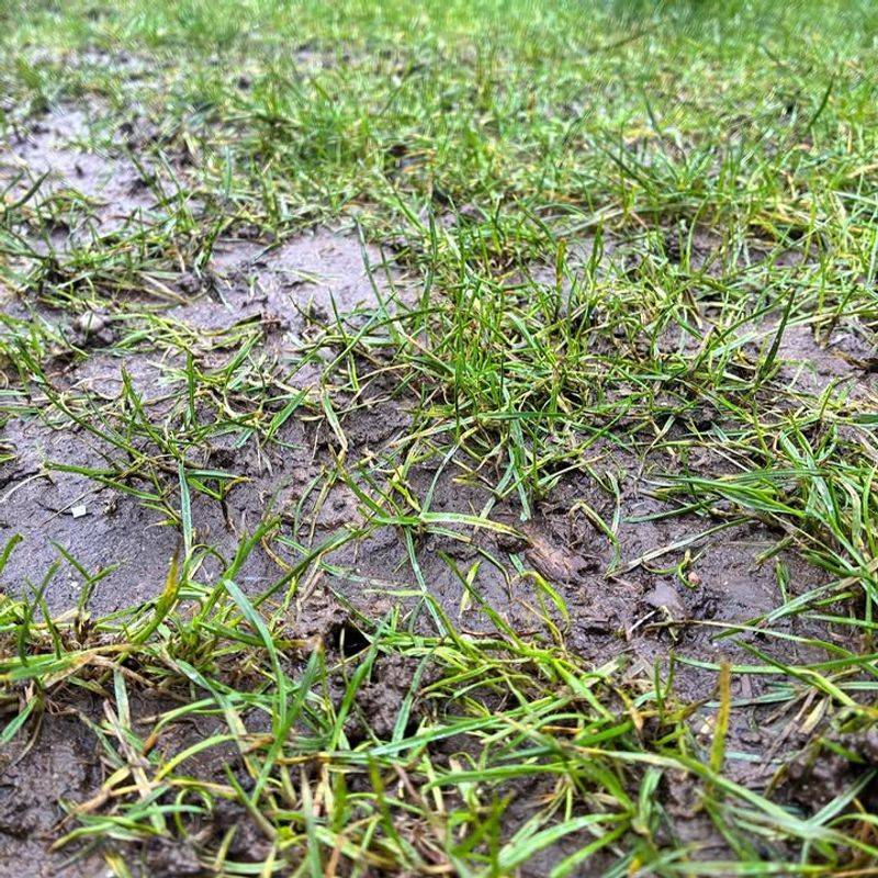 Think Long Term Before You Rip Out Turf