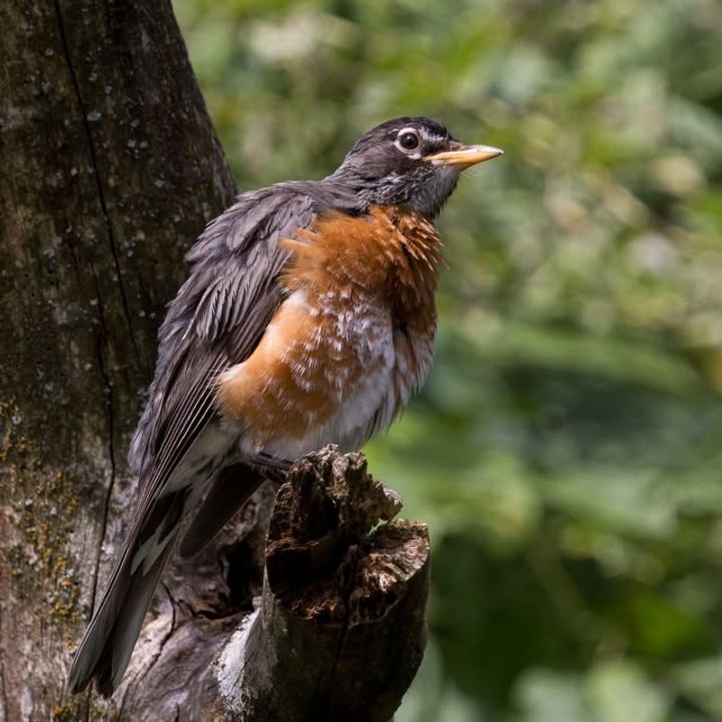 What Robins Tell Us About Seasonal Change