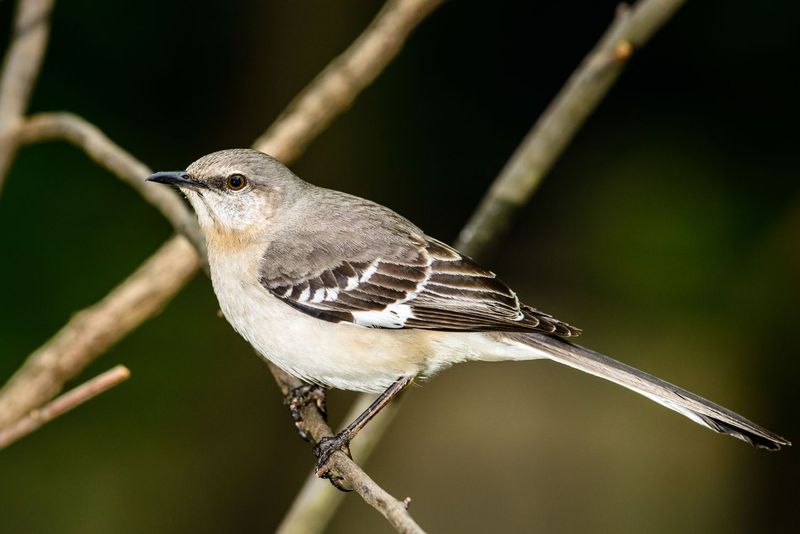Florida Mockingbirds Take It To Another Level
