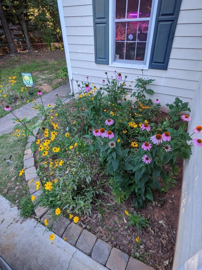 Perennials Show Fresh Growth At The Soil Line