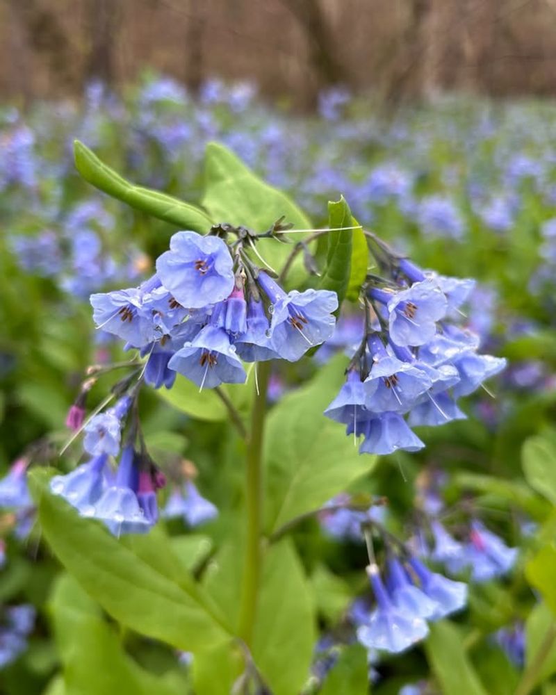 Virginia Bluebells