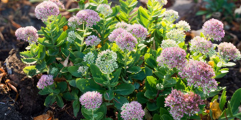 Sedum Survives Heavy Soil With Low Effort