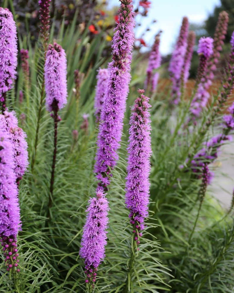 Button Blazing Star Turns Heads And Attracts Bees