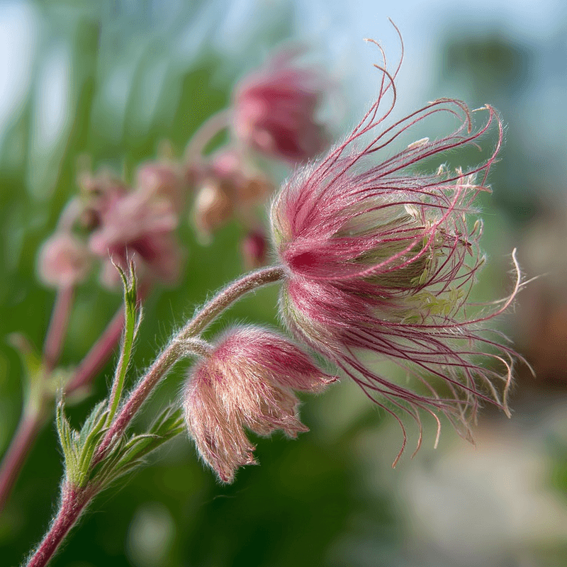 Prairie Smoke (Geum Triflorum)