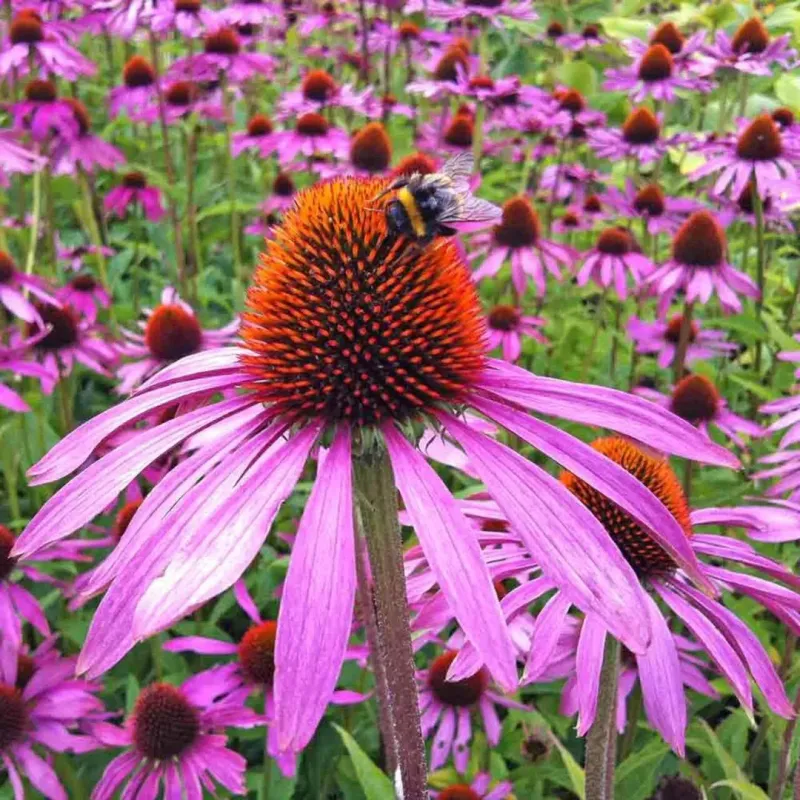 Purple Coneflower (Echinacea Purpurea)