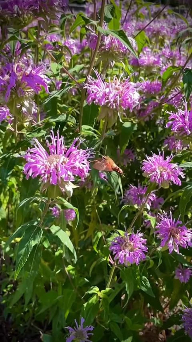 Wild Bergamot (Monarda fistulosa)