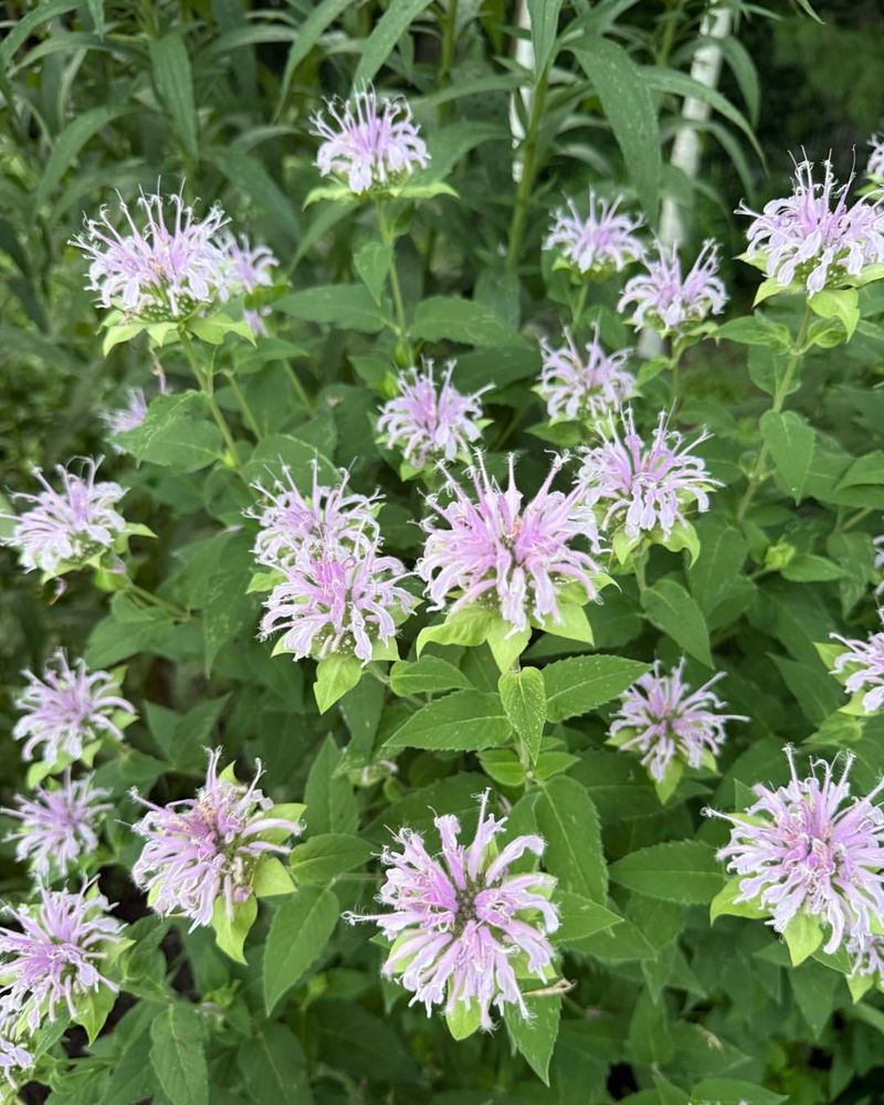 Wild Bergamot