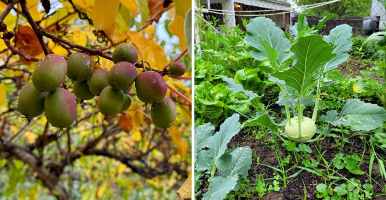 New Fruits And Vegetables You Can Try Growing In Georgia In 2026