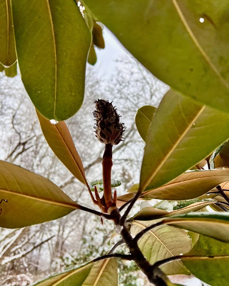 The Plant Responds To Warmer Temperatures And Increased Daylight