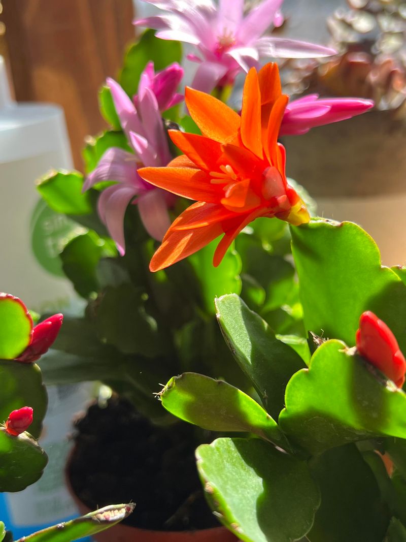 Stems Are Firm and Healthy