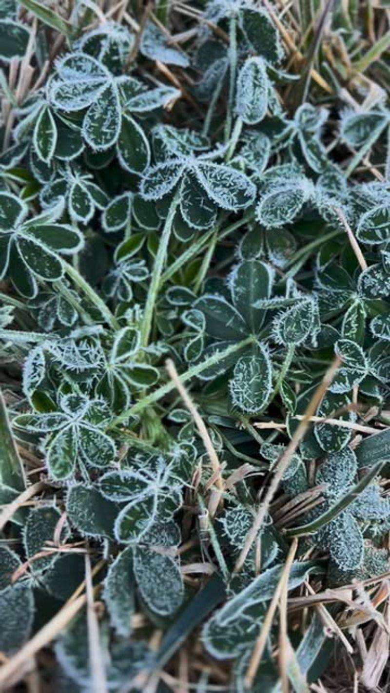 Established Perennials Usually Bounce Back Once Temperatures Warm