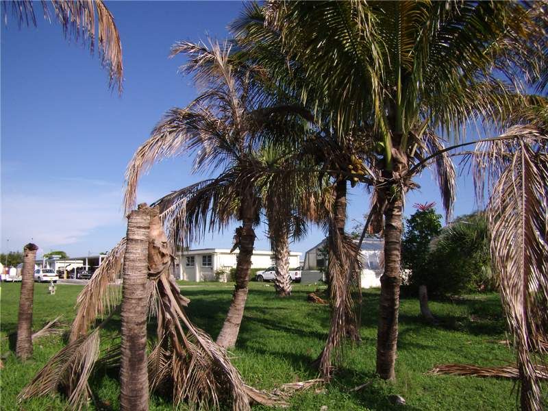 Too Much Water In The Crown Can Start Rot