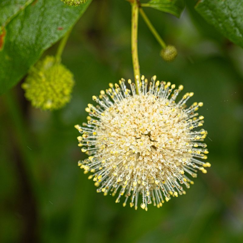 Buttonbush Has Unique Blooms For Pollinators