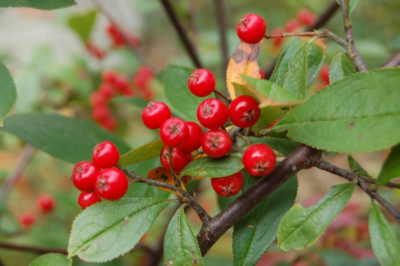 Red Chokeberry 
