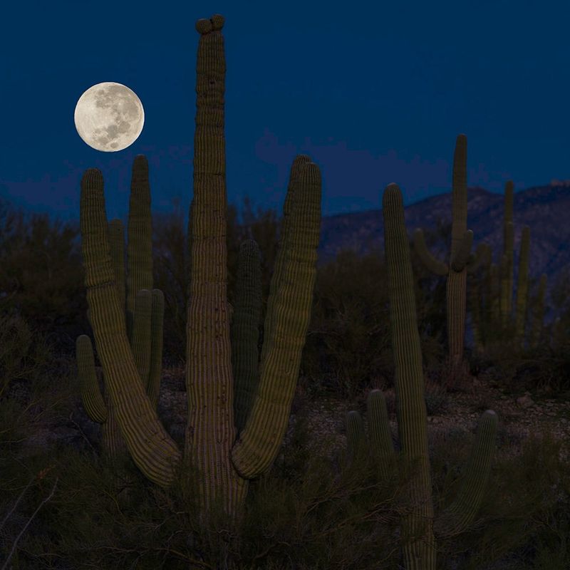 Full Moon Light Sparks Interest But Does Not Override Desert Heat