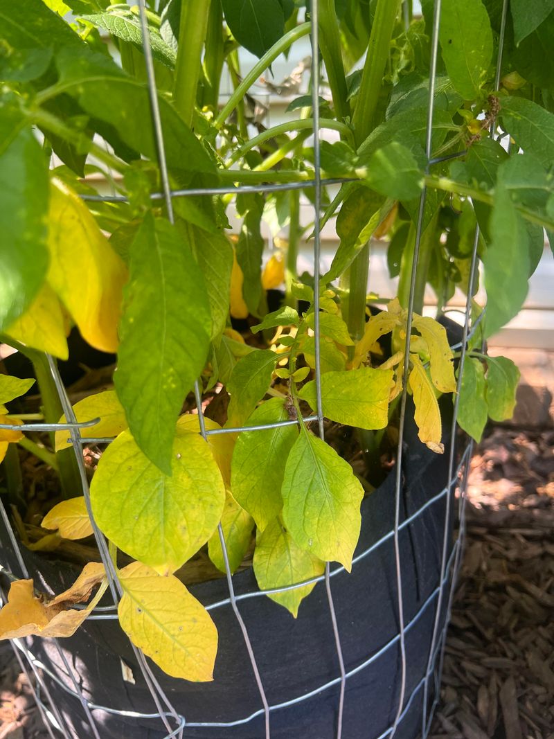 Wait For Yellowing Vines If You Want Potatoes That Store Well