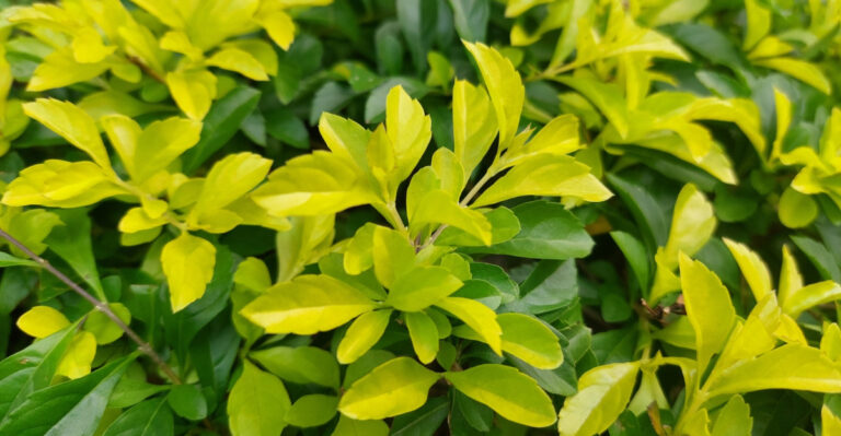 Gold Mound® Duranta
