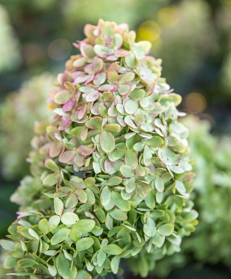 Limelight Prime® Brings Strong Stems And Early Blooms