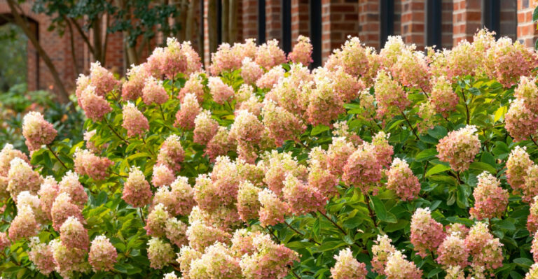 Limelight Prime® hydrangea