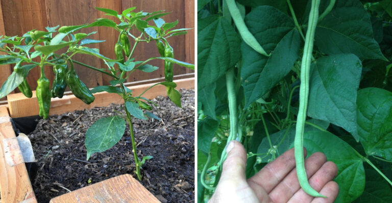 New Vegetables North Carolina Gardeners Are Excited To Try This Year