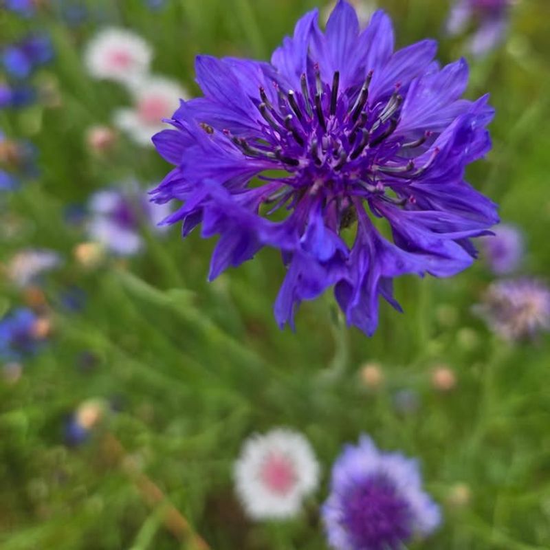 Bachelor's Buttons (Cornflower)