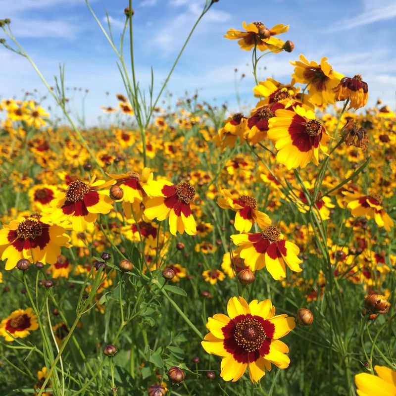Coreopsis (Coreopsis tinctoria)