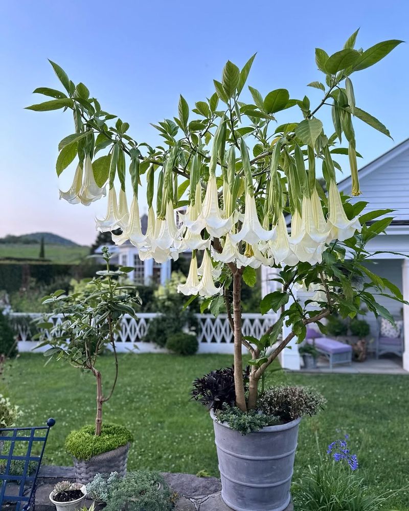 Angel's Trumpet (Brugmansia)