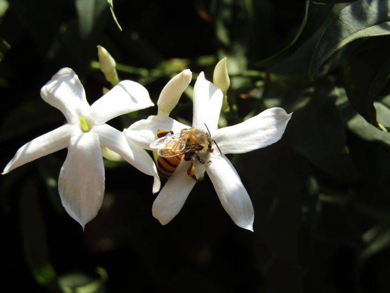 Pollinators Love The Flowers Near Your Entrance
