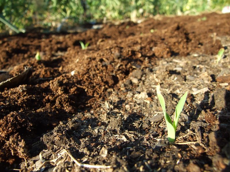 Seed Germination Myths Gardeners Still Discuss