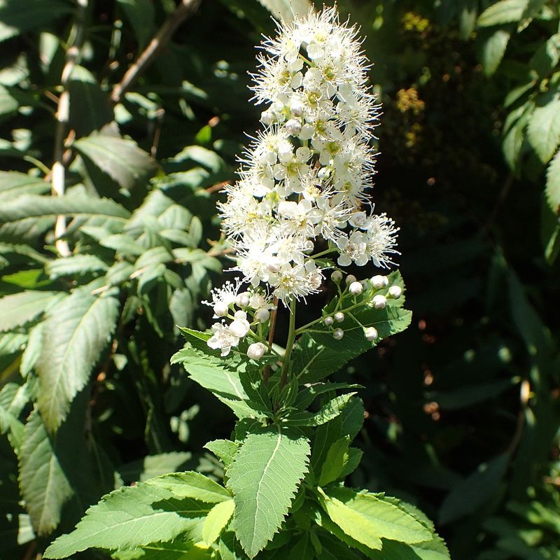 Spirea Blooms Reliably With Minimal Effort