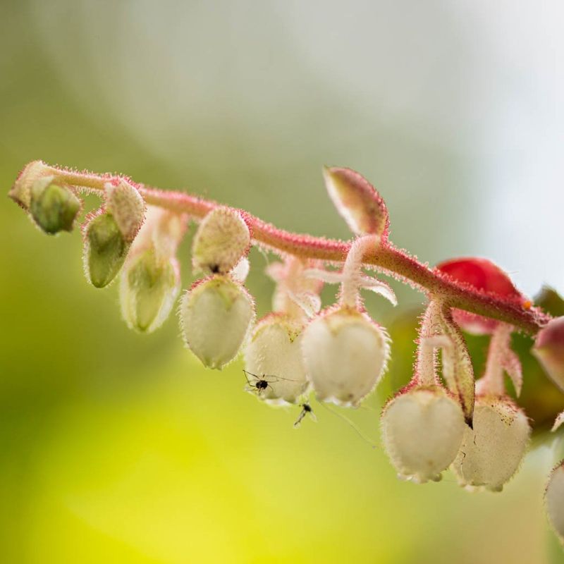 Missing Native Plants Birds Need