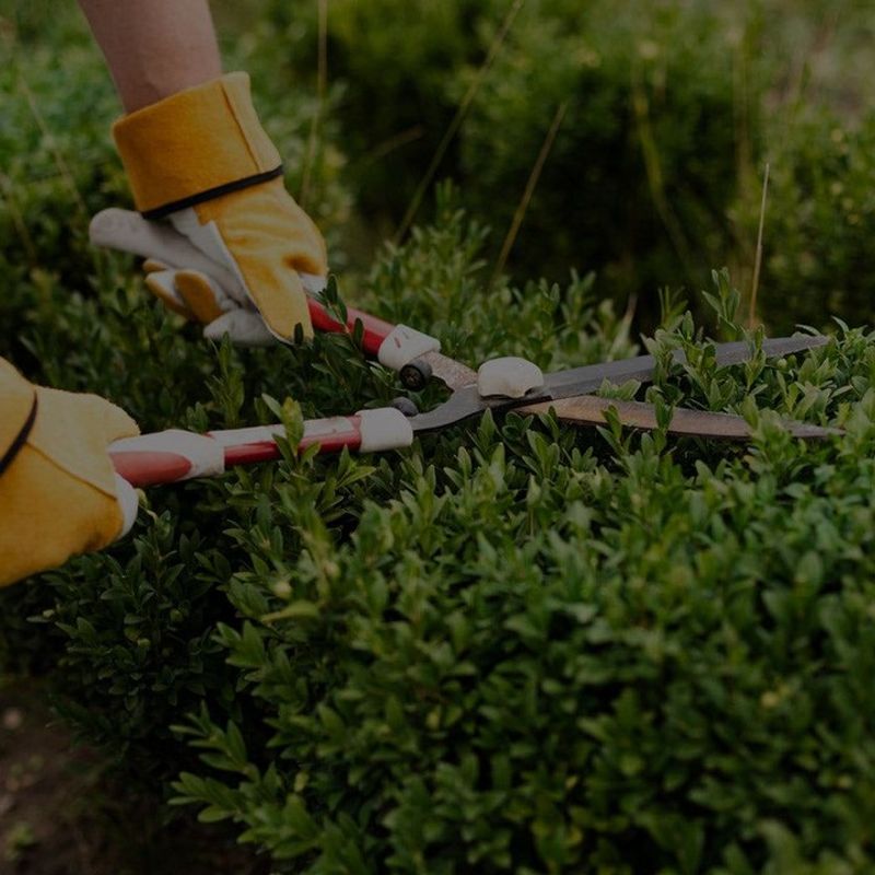 Overly Trimmed Shrubs Leave Birds Feeling Exposed