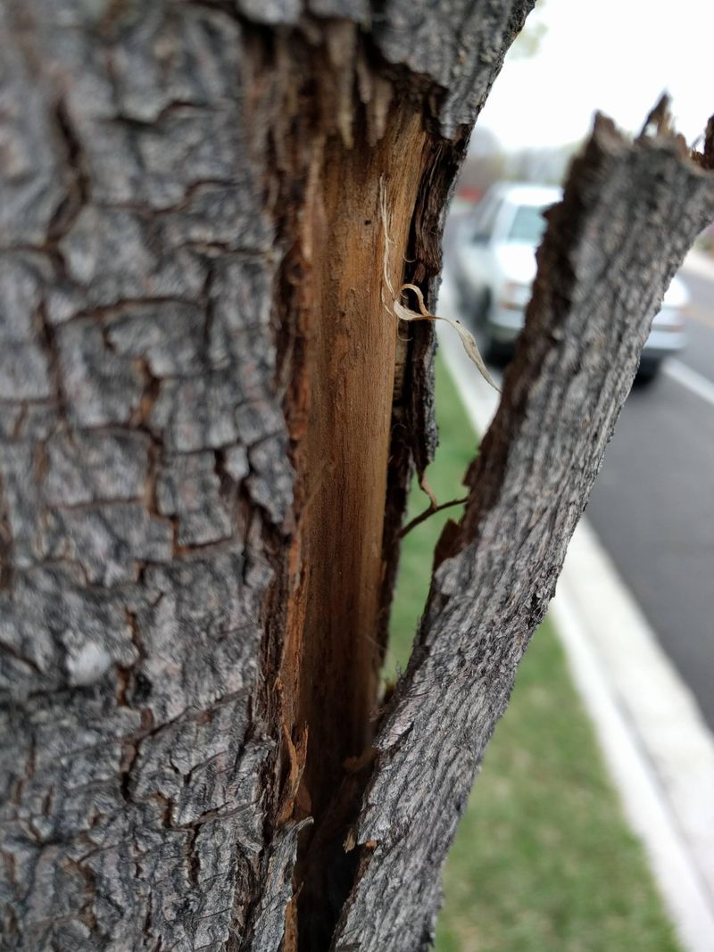 Bark Splits, Peels, Or Shows Sunken Damage